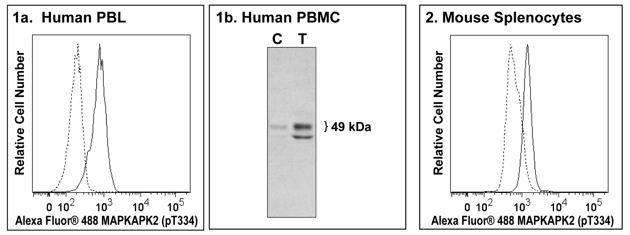 MAPKAPK-2_pT334_A488_562471_Panels.png